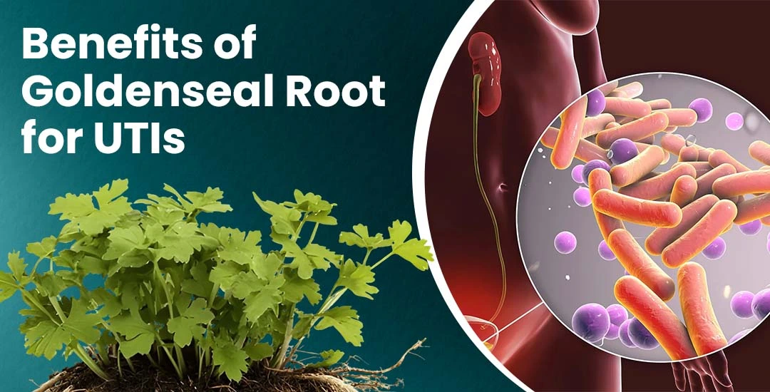 How Long Should You Take Goldenseal for a UTI?